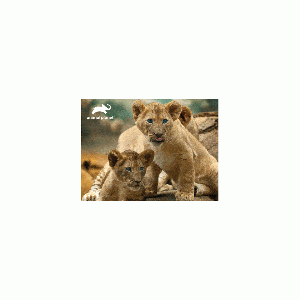 pusle-63tk-aafrika-lovidega_1.gif